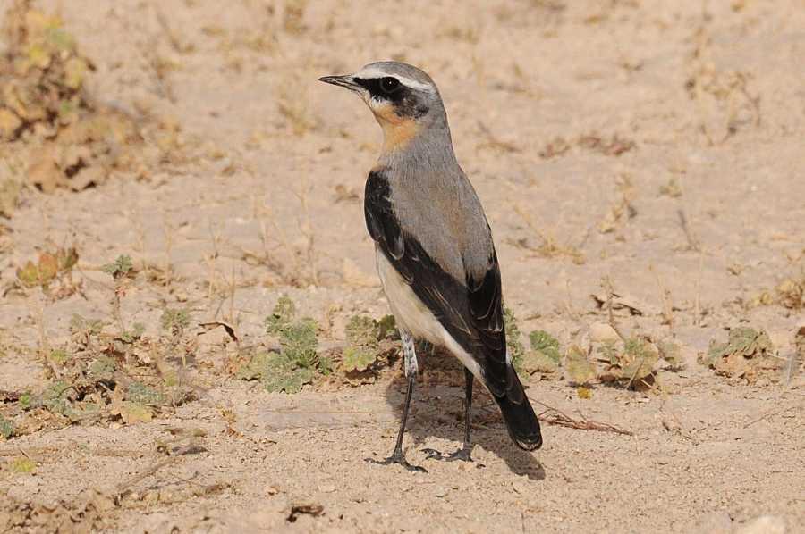 د قلیعي سیبيري مرغۍ رصد په شمالي سرحداتو کې