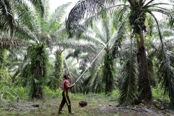 Indonesien restrukturiert den Rohstoffhandel