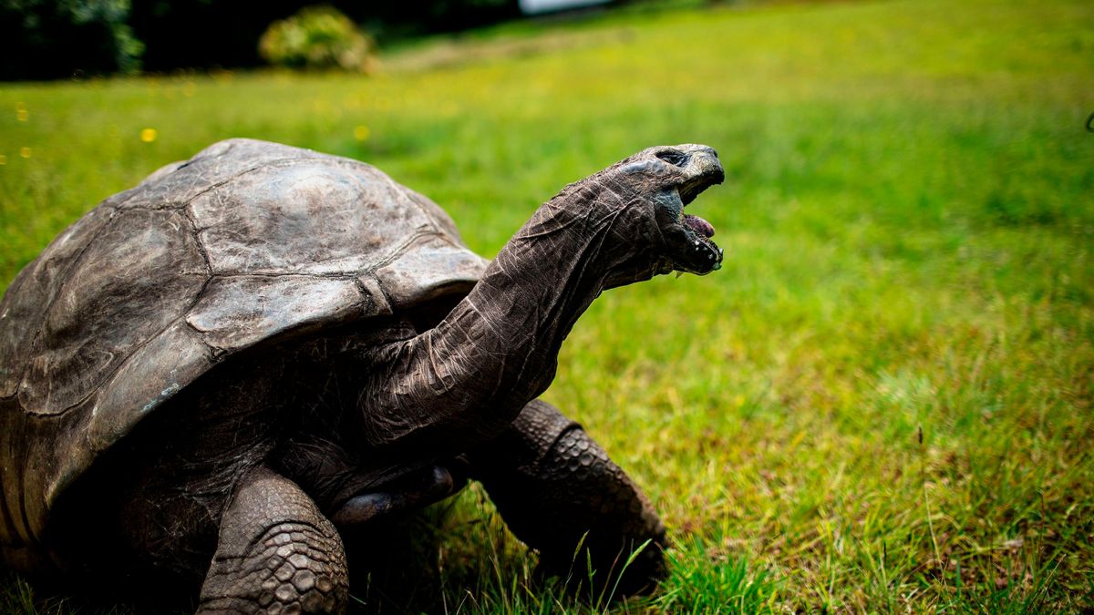 Jonathan the Tortoise: Oldest Living Animal Still Alive