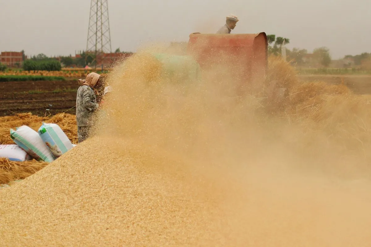 فرحة المزارعين بحصاد القمح وتسهيلات جديدة للتوريد