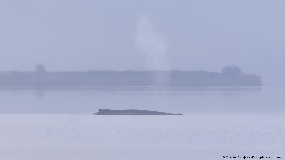 أمل البقاء يتلاشى لفرس البحر العالق في ألمانيا