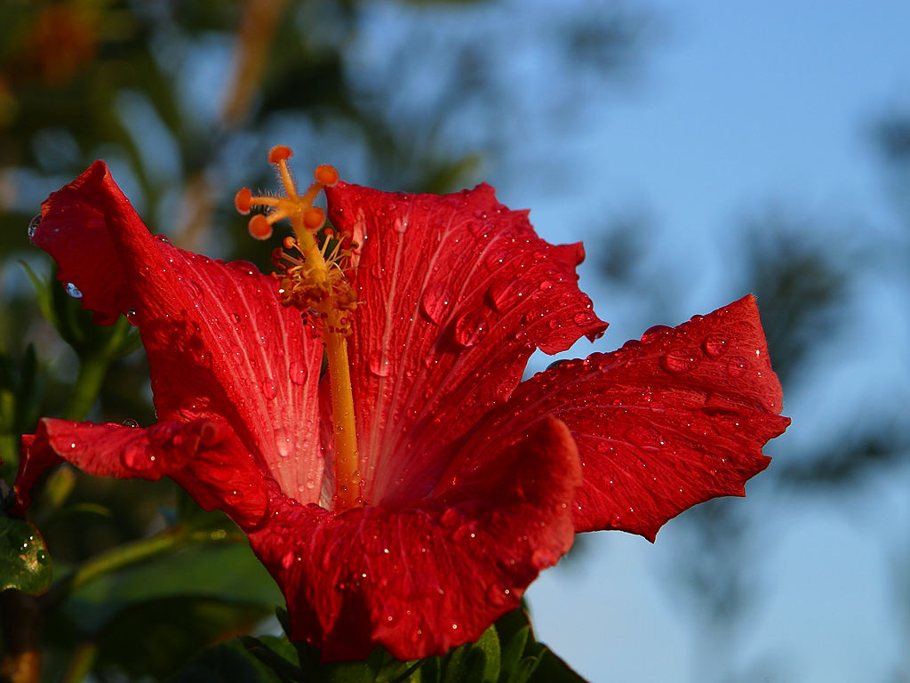 Teinture des cheveux à l'hibiscus avant Pâques