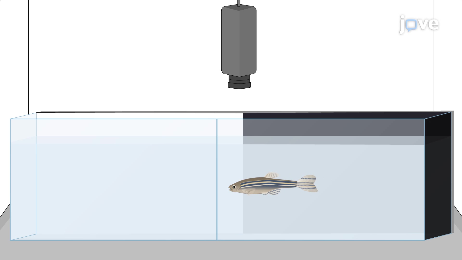 دراسة تكشف دور الغدة الصنوبرية في سلوك الأسماك