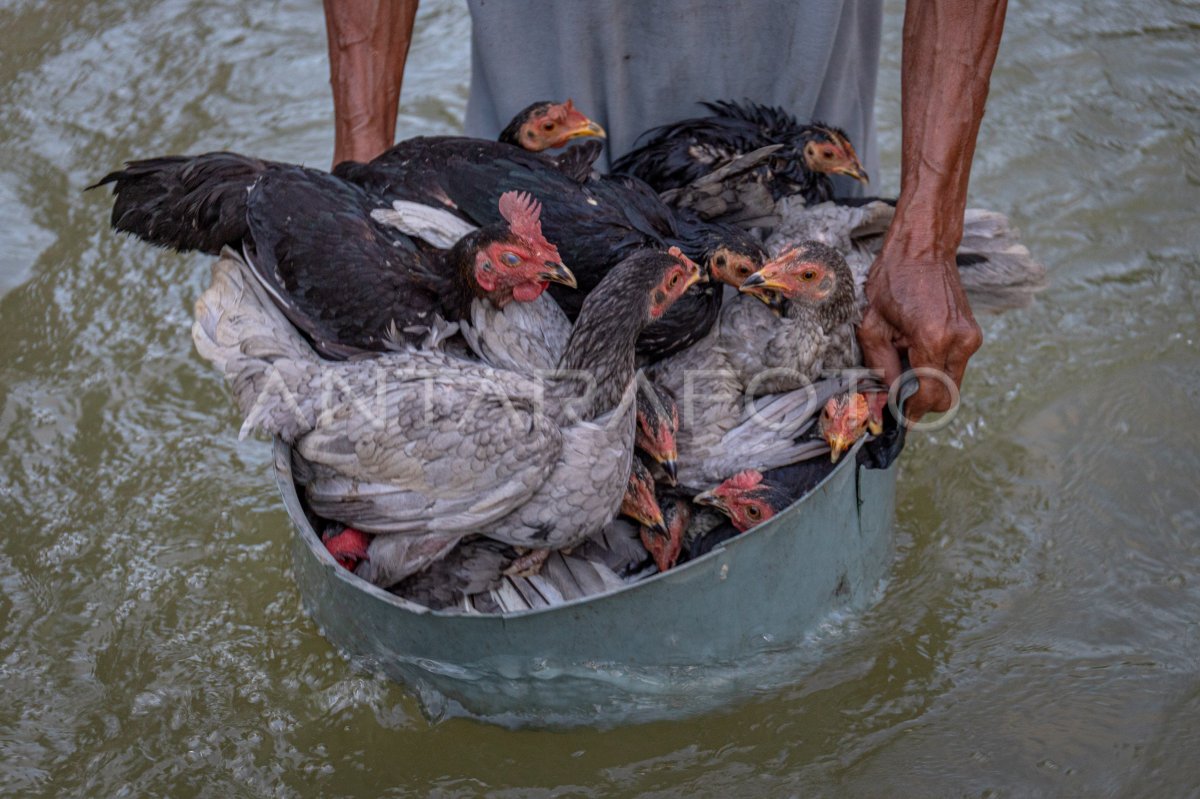 Inondations à Demak : impacts étendus sur six villages