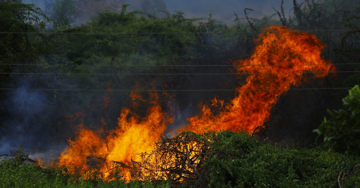 حرائق الغابات وتأثيرها على البيئة العالمية