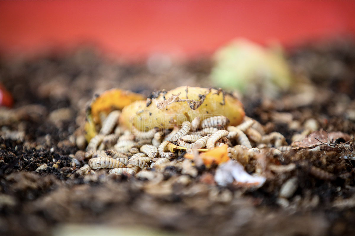 تحويل النفايات العضوية إلى قيمة اقتصادية في إندونيسيا